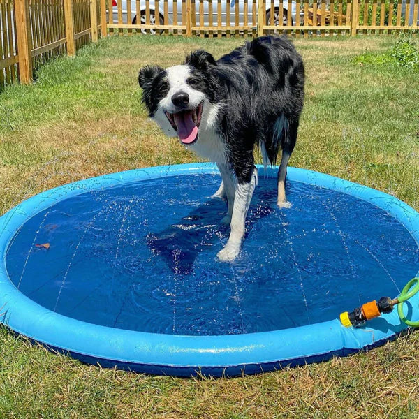 Hunde-Badi - Die auspowernde Abkühlung