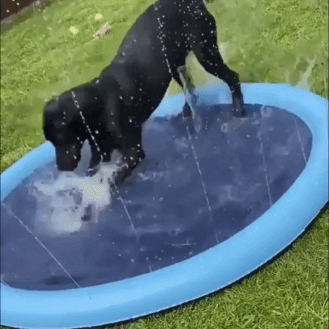 Hunde-Badi - Die auspowernde Abkühlung